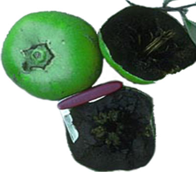 Black Sapote