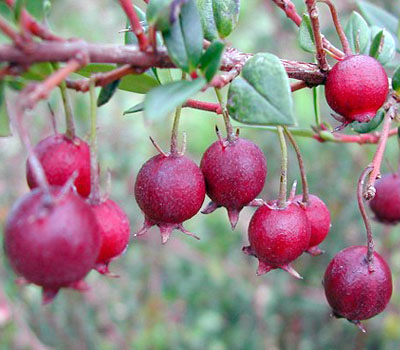 Chilean Guava