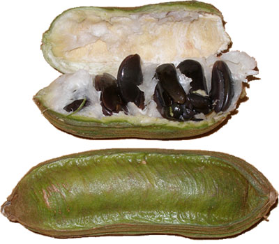 Ice Cream Bean