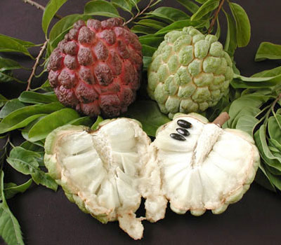 Sugar Apple