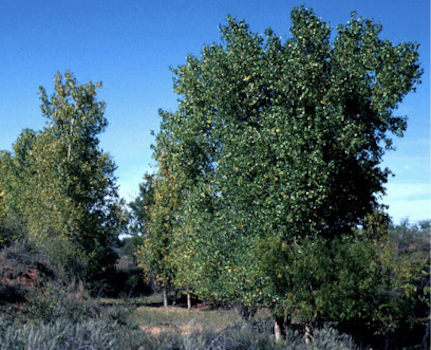 Cottonwood