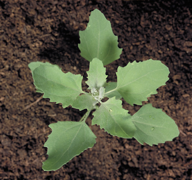 Lambsquarters