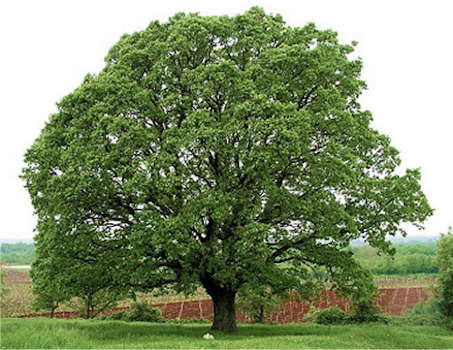 Oak