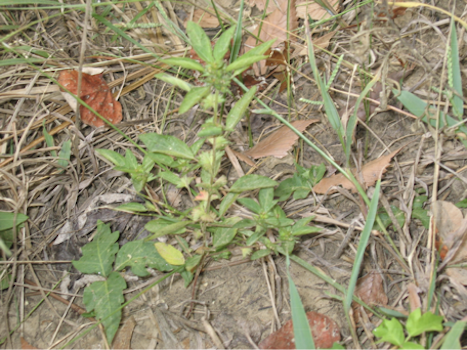 Pigweed