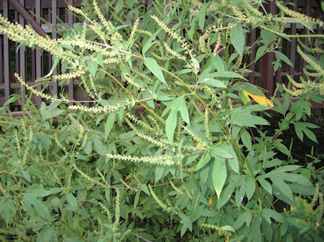 Ragweed