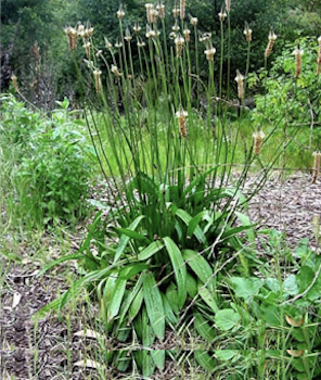 English Plantain