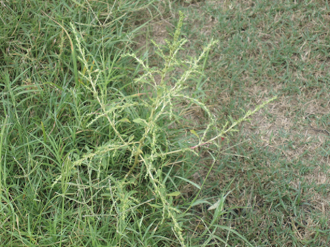 Tumbleweed